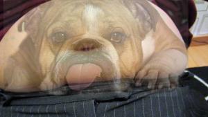 Esittelyssä röllykkäni Rohmu.