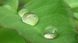 Kyyneleitä lehdellä. Kuva: stock.xhng