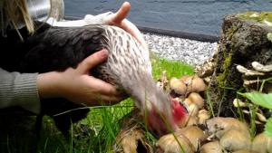 Laitakaupungin kanat. Kuopsuttelevat biojätemyllyt. Kuva: Helena