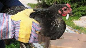 Kanat lähtivät riemulomalle. 