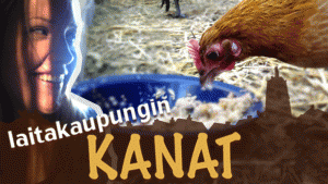 Laitakaupungin kanat. Kanojen hakuun!