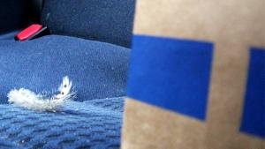 Kanat kotiutuvat. Kuva: Laitakaupungin kanat.