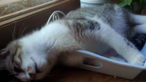 Rentouttavaa juhannusviikkoa. Kuva: A.Aalto & Yle Olotila.