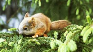 Santeri Hämäläinen: Villinä yrteistä - kuusenkerkkäjuoma. Kuva: Seppo Nykänen