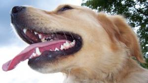 Kultainennoutaja. Kuva: Stock.xchng