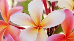 Hula-tanssissa on harras tunnelma. Kuva: tooheys/sxc.hu