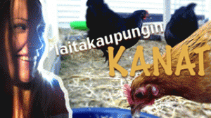 Laitakaupungin kanat: Kanalan pitäminen on vaivatonta ja helppoa