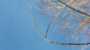 Kirkas aamuaurinko. Kuva: Ada Pykäläniemi Kirkas aamuaurinko. Kuva: Ada Pykäläniemi