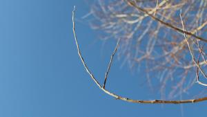 "Sininen on taivas ja siniset on silmänsä sen". Kuva: Ada Pykäläniemi