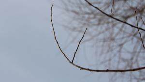 Kaljupääoksa sinnittelee tuulessa. Kuva: Ada Pykäläniemi