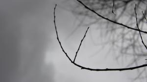 Luonnollista mustavalkeutta. Kuva: Ada Pykäläniemi Luonnollista mustavalkeutta. Kuva: Ada Pykäläniemi