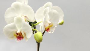 Orkideakasvualustan valmistaminen. Kuva: stock.xchng