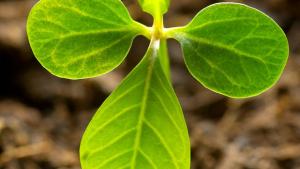 Tunnista puutarhan maaperä. Kuva, stock.xchng, peurh.