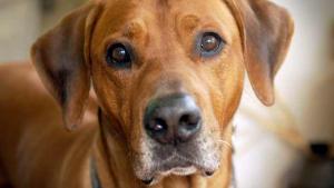 Koira - lapsen paras ystävä? Kuva: Seppo Sarkkinen, Yle