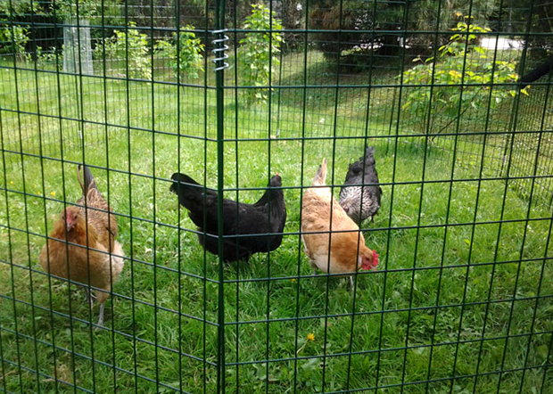 Kanat pihalla. Kuva: Laitakaupungin kanat.