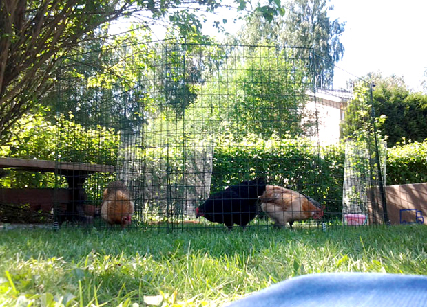 Vahtimassa kanoja. Kuva: Laitakaupungin kanat.