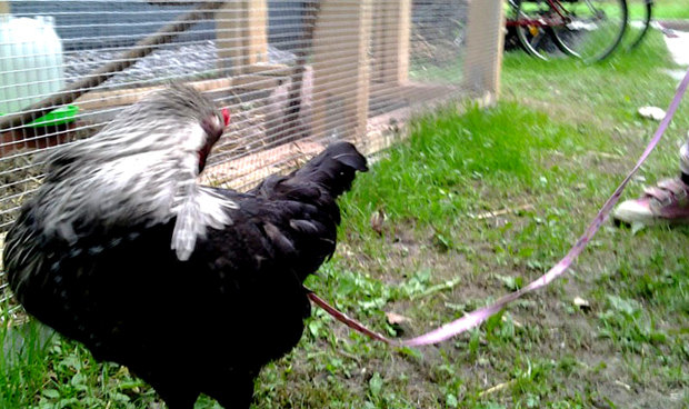 Kana nokkii valjaita. Kuva: Laitakaupungin kanat.