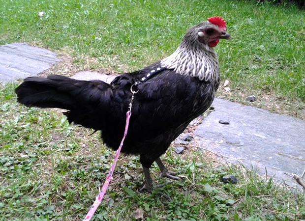 Kanaa talutetaan hihnassa. Kuva: Laitakaupungin kanat.