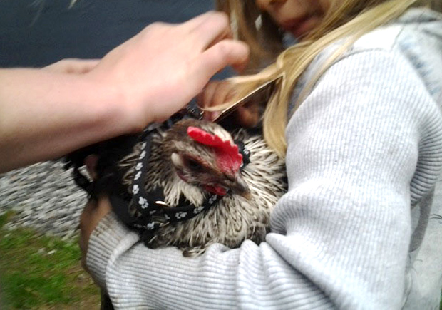 Kanaa puetaan valjaisiin. Kuva: Laitakaupungin kanat.