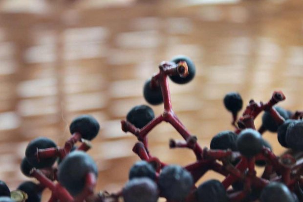 Kieputtele kranssipohja oksista tai villiviinistä. Kuva: Yle Olotila, Ulla Vuorela Kieputtele kranssipohja oksista tai villiviinistä. Kuva: Yle Olotila, Ulla Vuorela