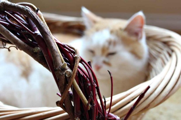 Kieputtele kranssipohja oksista tai villiviinistä. Kuva: Yle Olotila, Ulla Vuorela Kieputtele kranssipohja oksista tai villiviinistä. Kuva: Yle Olotila, Ulla Vuorela