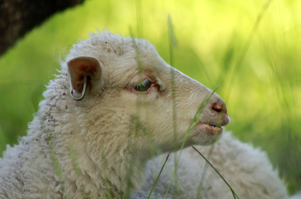 Sissipuutarhurit Forssassa