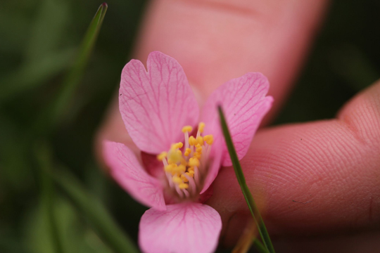 Äitienpäivä Äitienpäivä