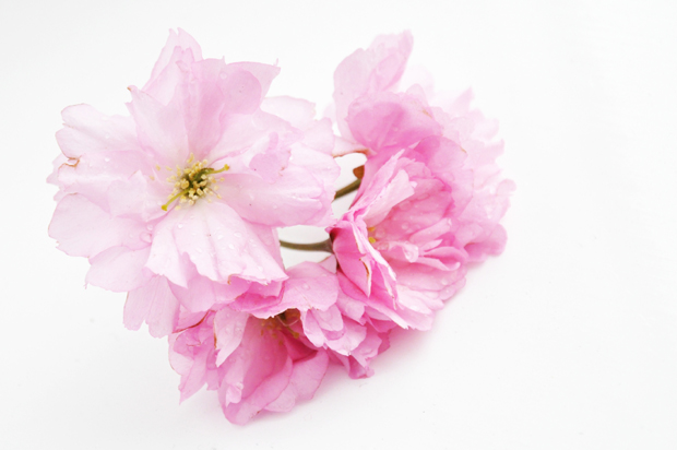 Kukkien kieli. Kuva: Emma Baxter.