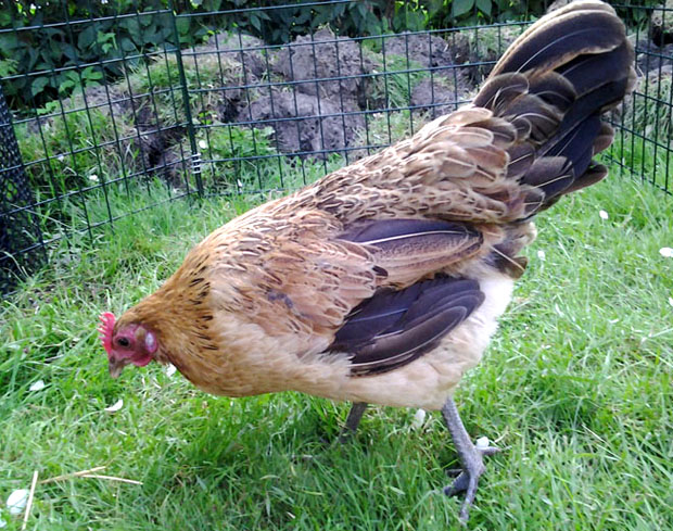 Erikson-kana. Kuva: Laitakaupungin kanat.