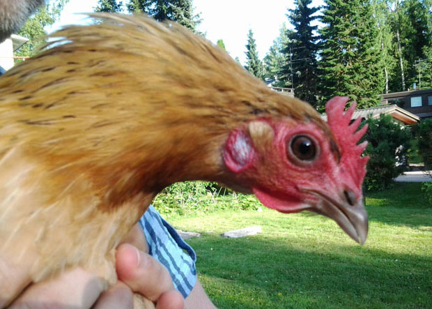 Erikson lähikuvassa. Kuva: Laitakaupungin kanat.