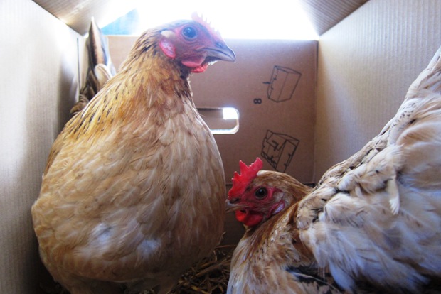 Reetta ja Erikson lähtee lomalle. Kuva: Laitakaupungin kanat.