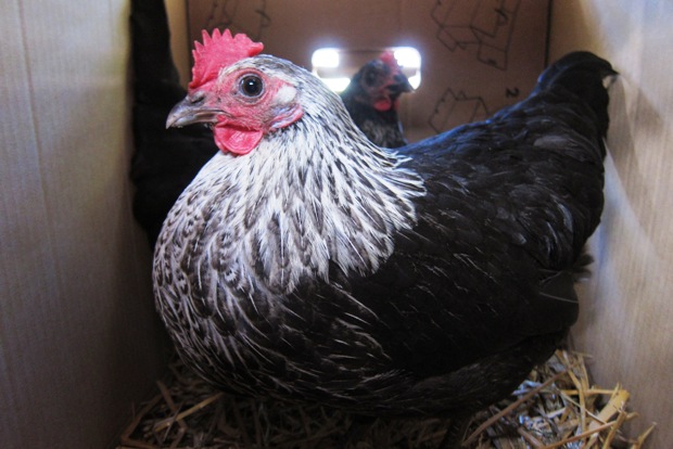 Hyvästi Pöö ja Luumu. Kuva: Laitakaupungin kanat.