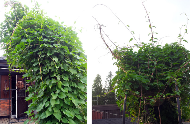 Puutarha opettaa. Kärhö. Kuva: Anni Alatalo, Yle Olotila.