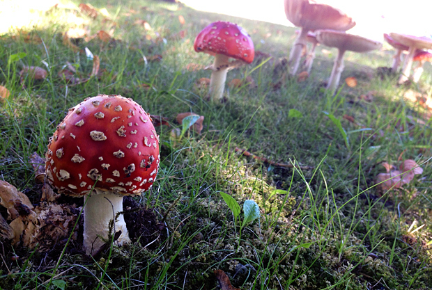 Nyt seikkaillaan lähiluonnossa. Kuva: Siiri Huttunen, Yle Olotila Nyt seikkaillaan lähiluonnossa. Kuva: Siiri Huttunen, Yle Olotila