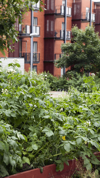 Viljelmät tekevät kaupunigsta viihtyisämmän. Kuva: Rosemarie Särkkä Viljelmät tekevät kaupunigsta viihtyisämmän. Kuva: Rosemarie Särkkä