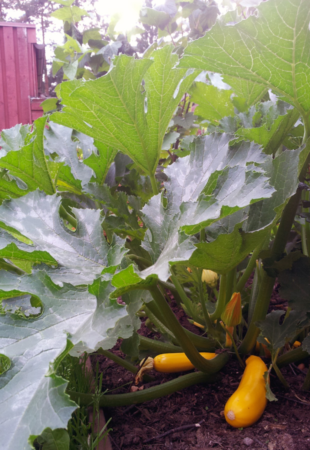 Puutarha opettaa. SKesäkurpitsa. Kuva: Yle Olotila, Anni Alatalo.