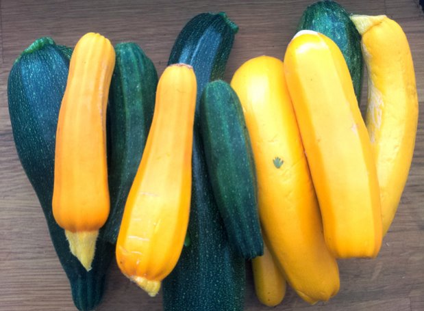 Puutarha opettaa. Kesäkurpitsa. Kuva: Yle Olotila, Anni Alatalo.