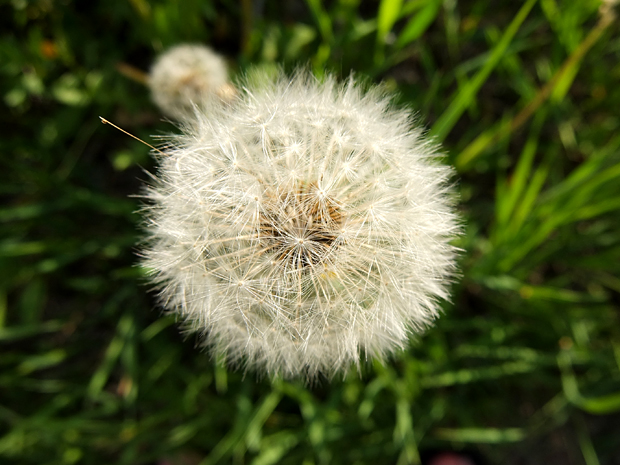 Kesäniitty kuin pumpulia. Kuva: Siiri Huttunen, Yle Olotila