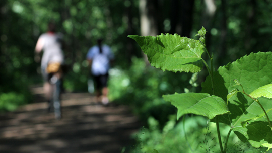 Lenkkeilijä ja pyöräilijä Helsingin Keskuspuistossa. Kuva: Laura Honkimäki / YLE Lenkkeilijä ja pyöräilijä Helsingin Keskuspuistossa. Kuva: Laura Honkimäki / YLE