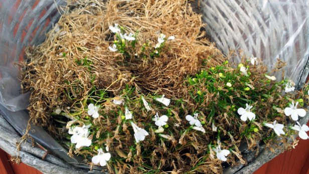 Puutarha opettaa. Kuivuneet. Kuva: Anni Alatalo, Yle Olotila.