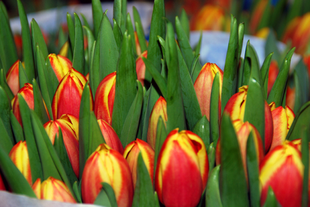 Nyt ostetaan kukkia äidille! Kuva: Yle Olotila, Anni Alatalo. Nyt ostetaan kukkia äidille! Kuva: Yle Olotila, Anni Alatalo.