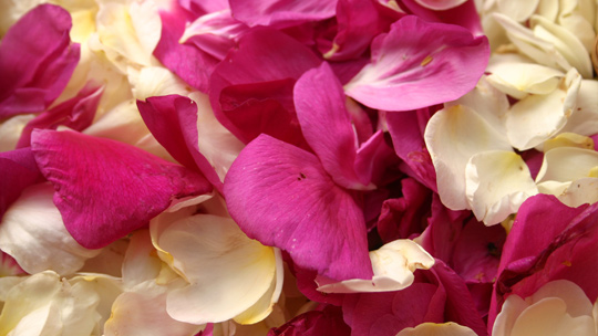 Kuivatut ruusuhelmet. Kuva: Henriette Kress. Kuivatut ruusuhelmet. Kuva: Henriette Kress.