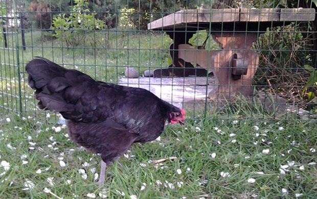 Luumu-kana ulkoaitauksessa. Kuva: Laitakaupungin kanat.