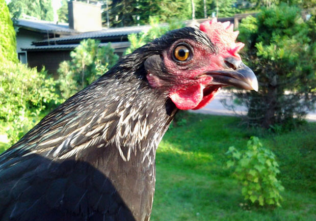 Luumun silmät. Kuva: Laitakaupungin kanat.