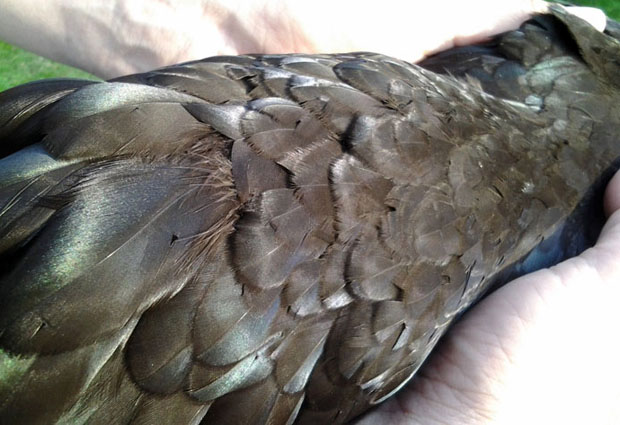 Luumun värit. Kuva: Laitakaupungin kanat.