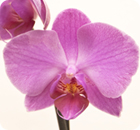 orkidea