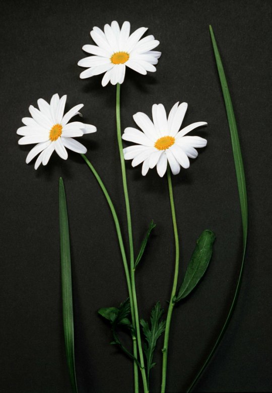 Tee oma herbaario tai taulu - ota kukkien kauneus talteen. Kuva: Seppo Sarkkinen, Yle.