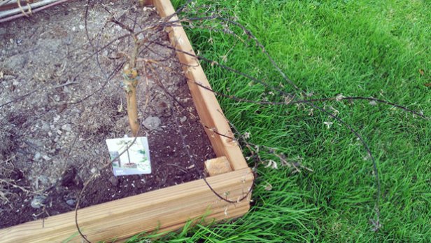 Puutarha opettaa. Paju. Kuva: Anni Alatalo, Yle Olotila.