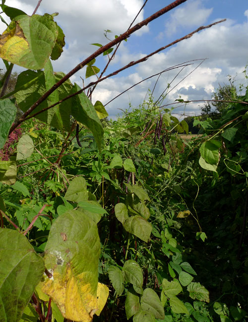 Permakulttuurisesti suunniteltu monikerroksellinen puutarha Kuva:Riikka Kaihovaara Permakulttuurisesti suunniteltu monikerroksellinen puutarha Kuva:Riikka Kaihovaara
