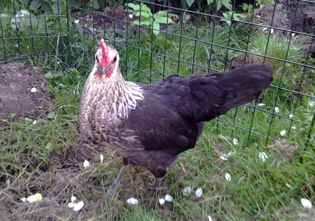 Pöö kokokuvassa. Kuva: Laitakaupungin kanat.